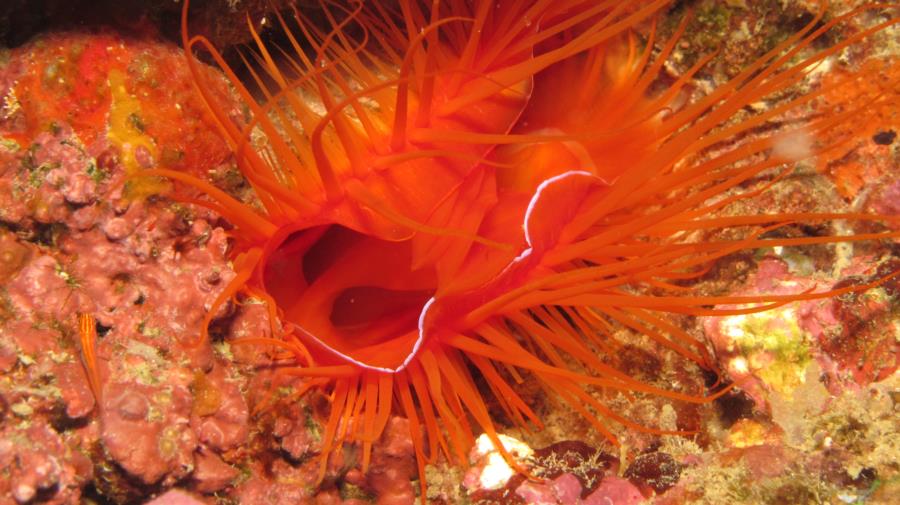 Electric clam in Philippines