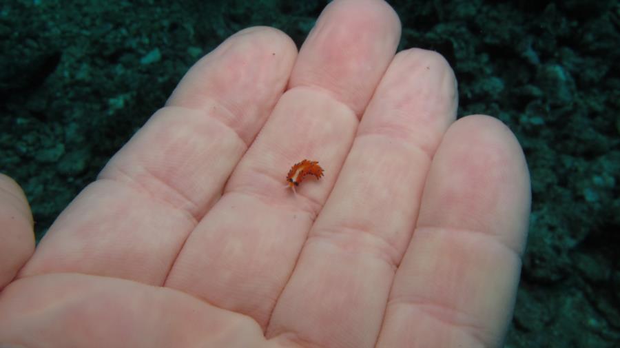 Very tiny nudibranch