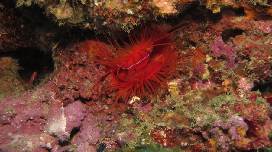 Electric clam in Philippines