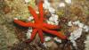 7 legged starfish