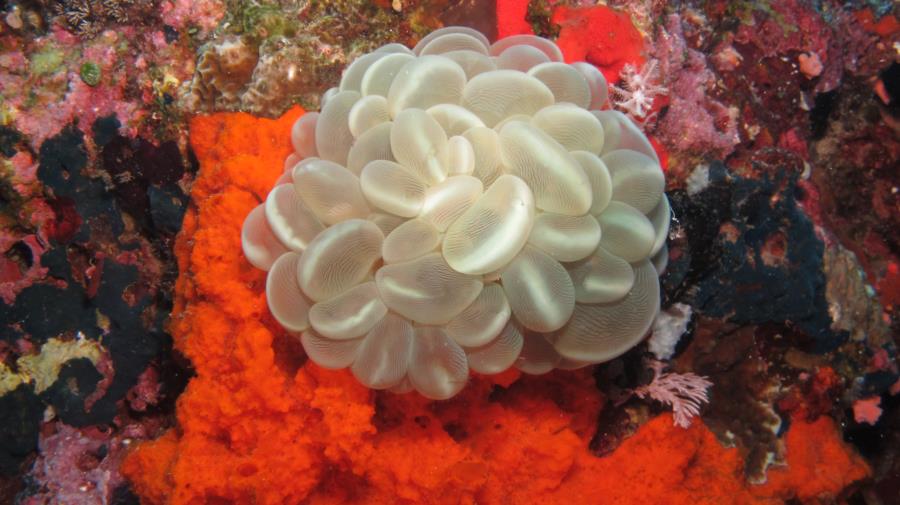 White Bubble Coral at Siquijor Island, Philippines