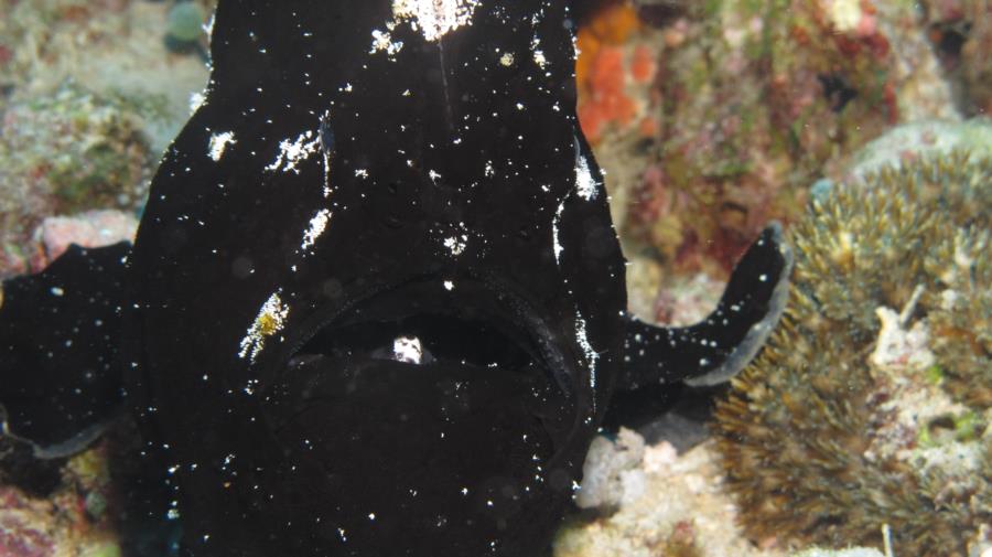 Black Frog fish