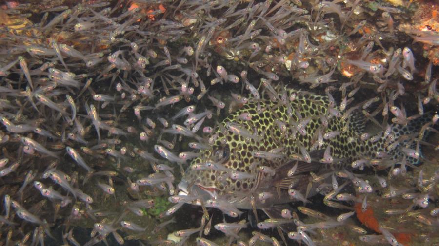 Adult Oriental Sweetlips