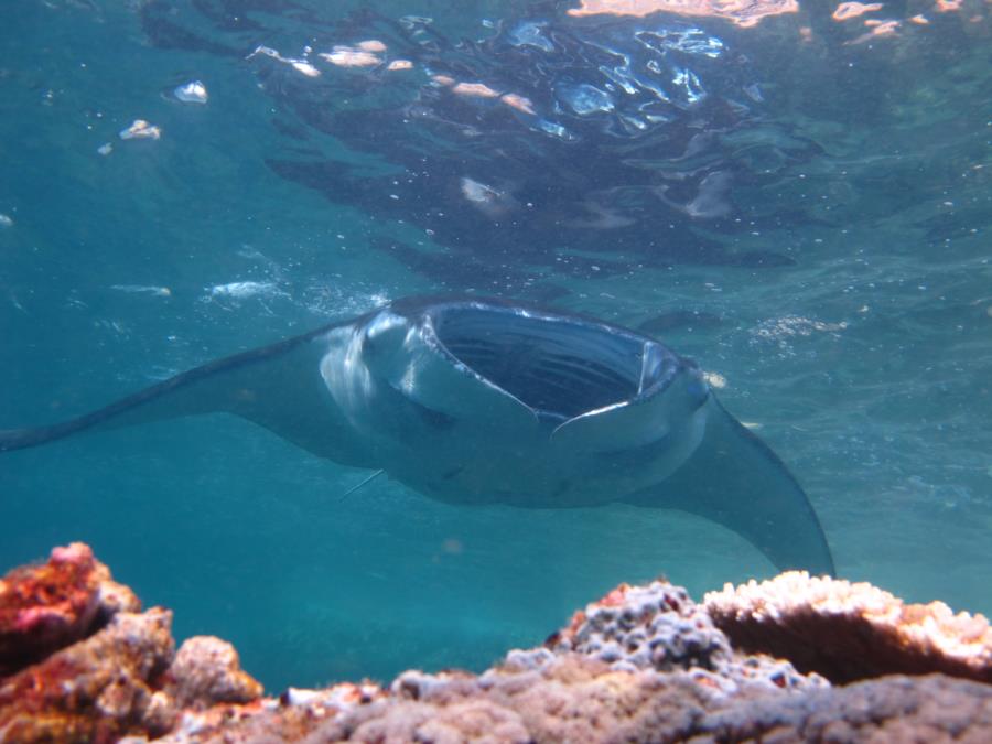 Giant Pacific Manta