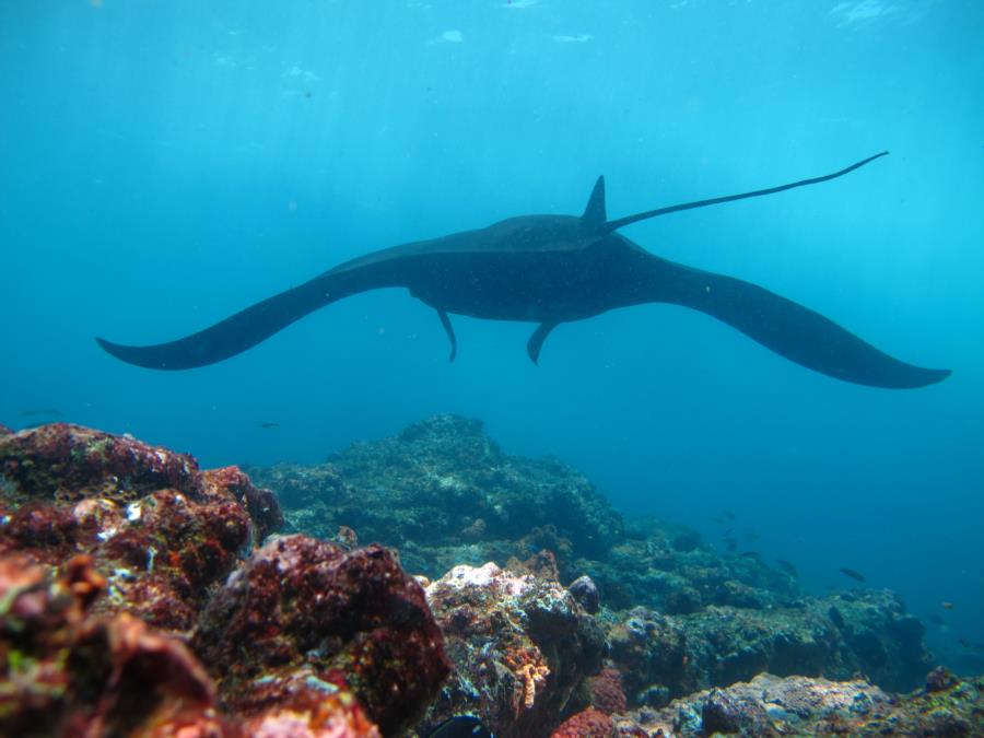 Giant Pacific Manta at Manta alley off if Rinca Island, Indonesia