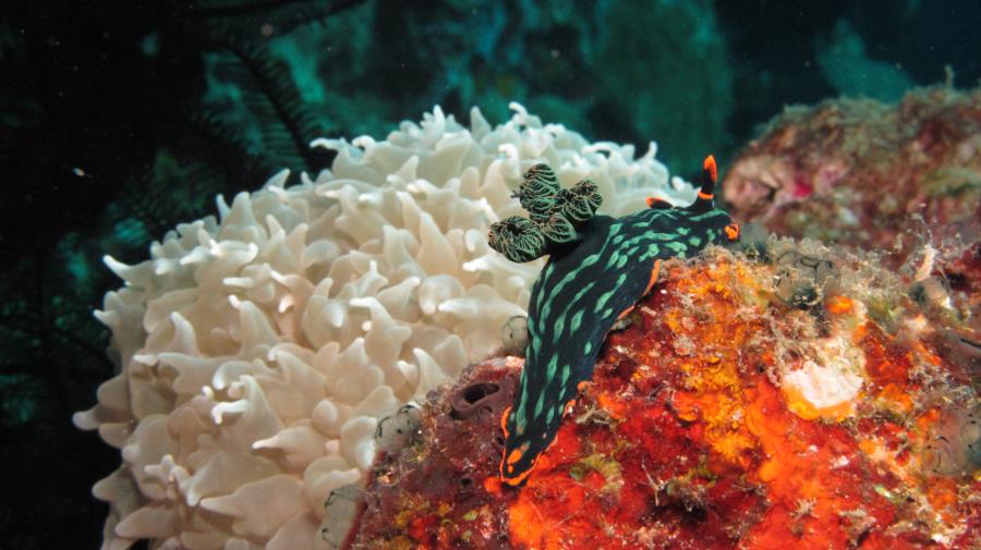 Green nudibranch