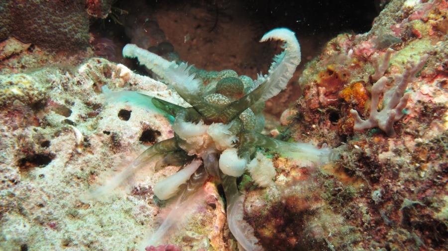 Feather mouth sea cucumber