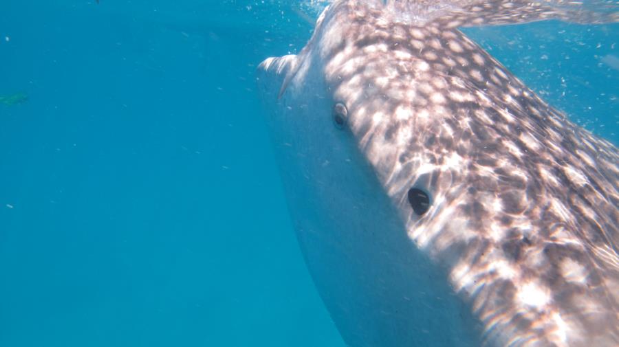 Up close with Whale Shark at Oslob