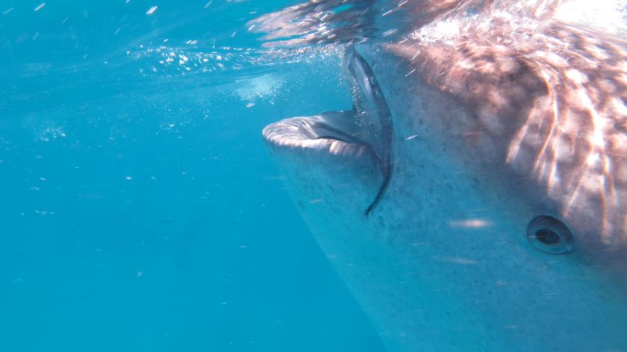 Up close with Whale Shark at Oslob