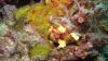 Frog fish in the Philippines