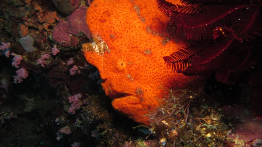 Frog fish in the Philippines