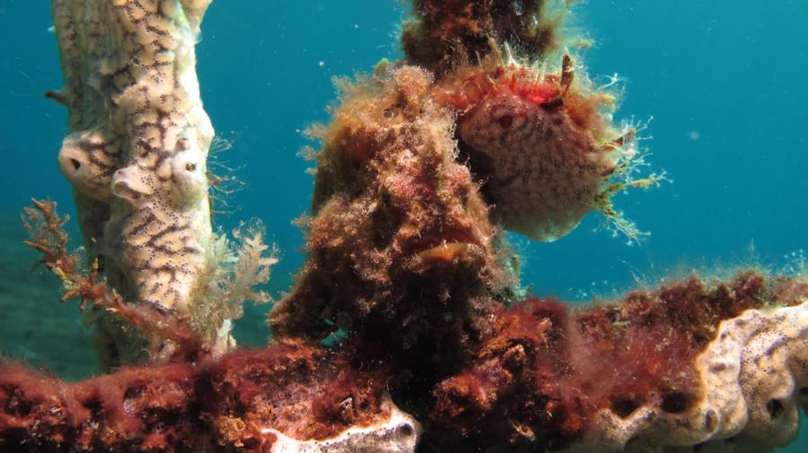 Frog fish in the Philippines