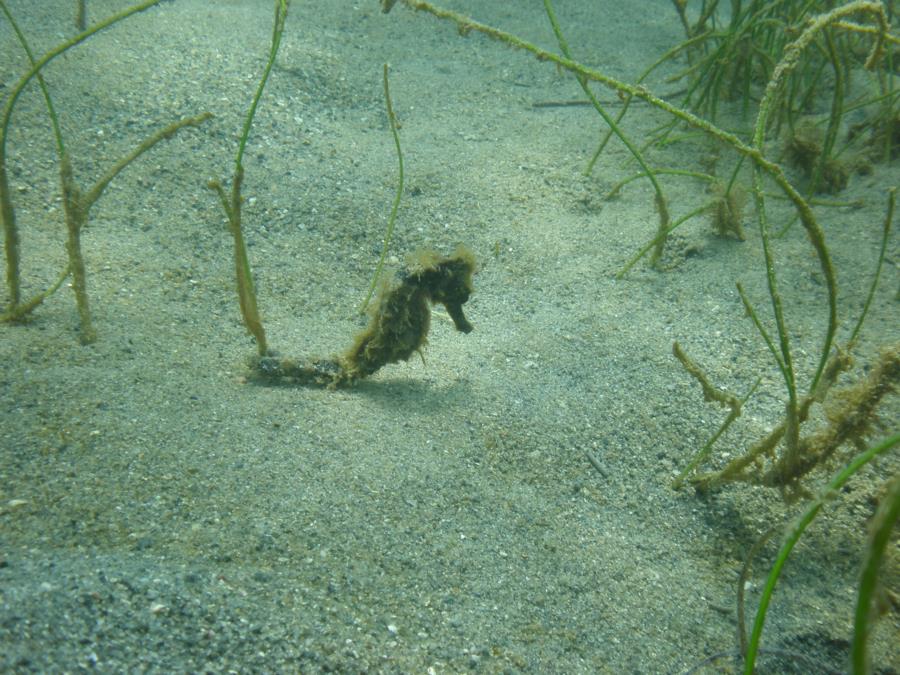 Seahorse