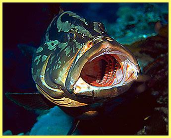 Female Grouper, lol