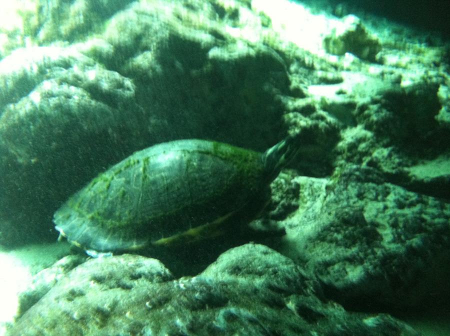 Ginnie Springs