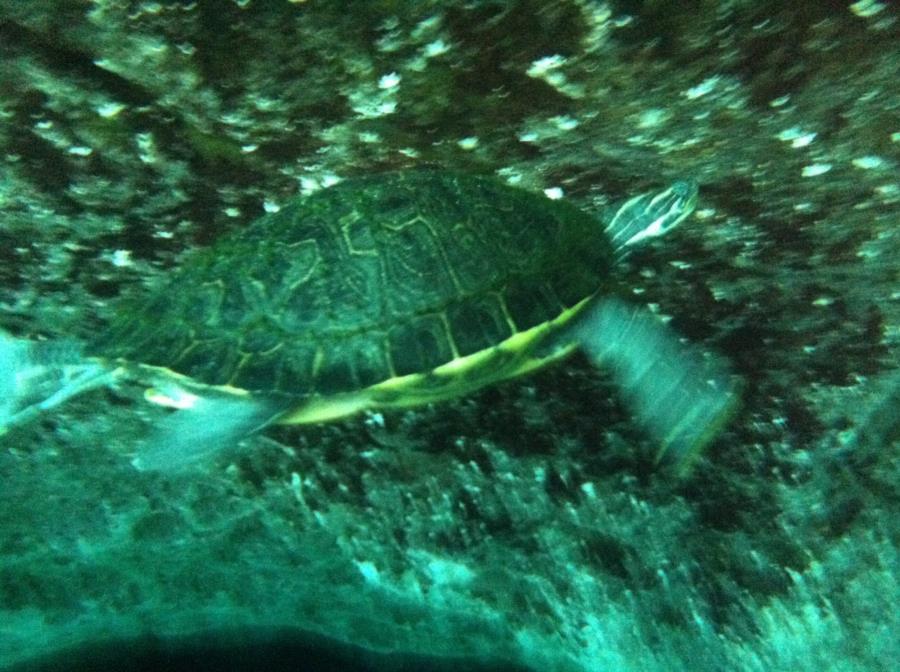 Ginnie Springs