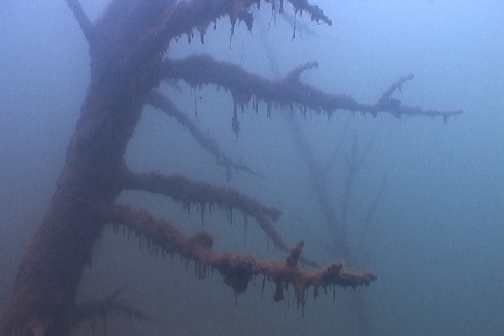 Underwater tree