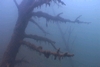 Underwater tree