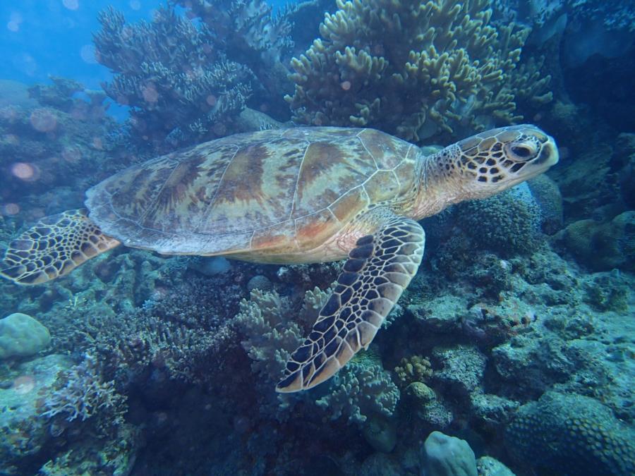 GBR - Cairns Turtle