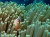 Baby Lionfish