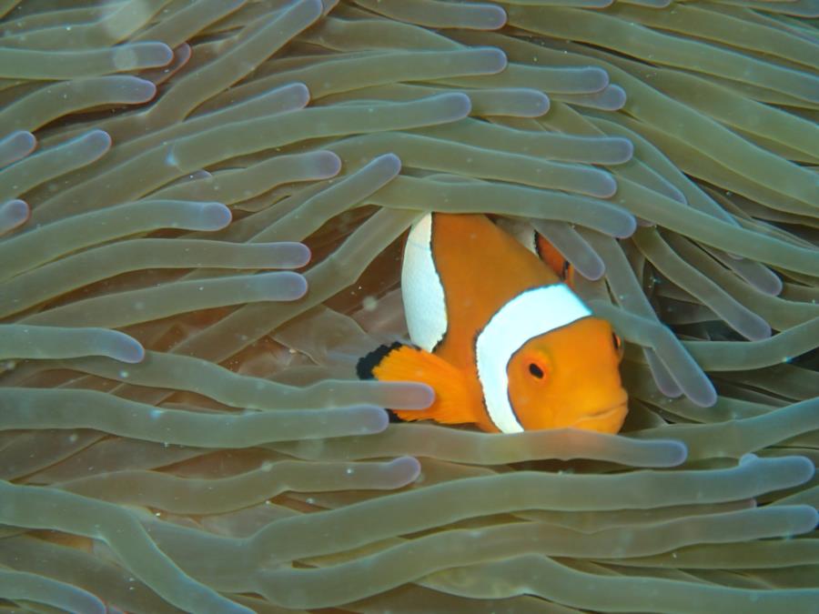 Nemo