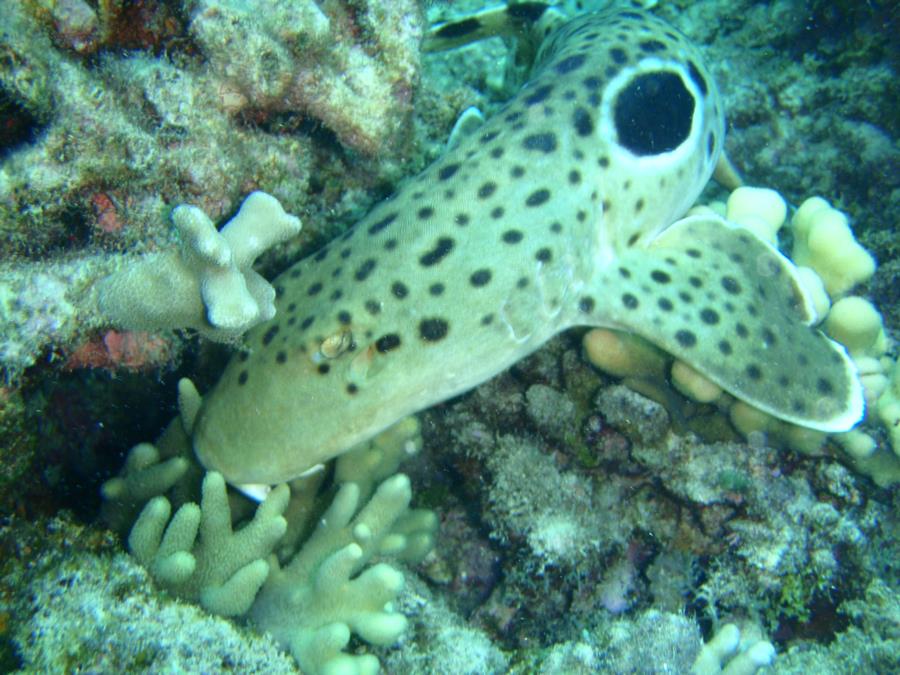 Epaulette Shark