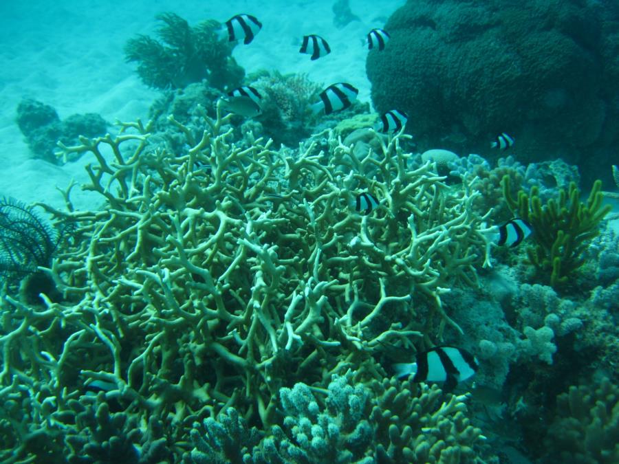 Zebra Fish and Coral