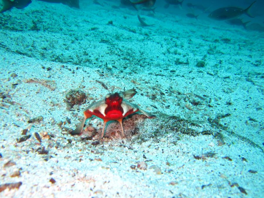 Bat Fish