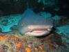 White Reef Shark