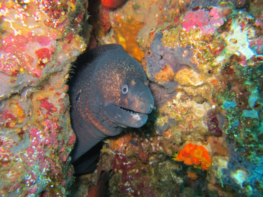 Moray Eel