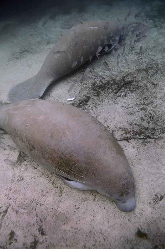 Sleeping manatees