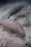 Sleeping manatees