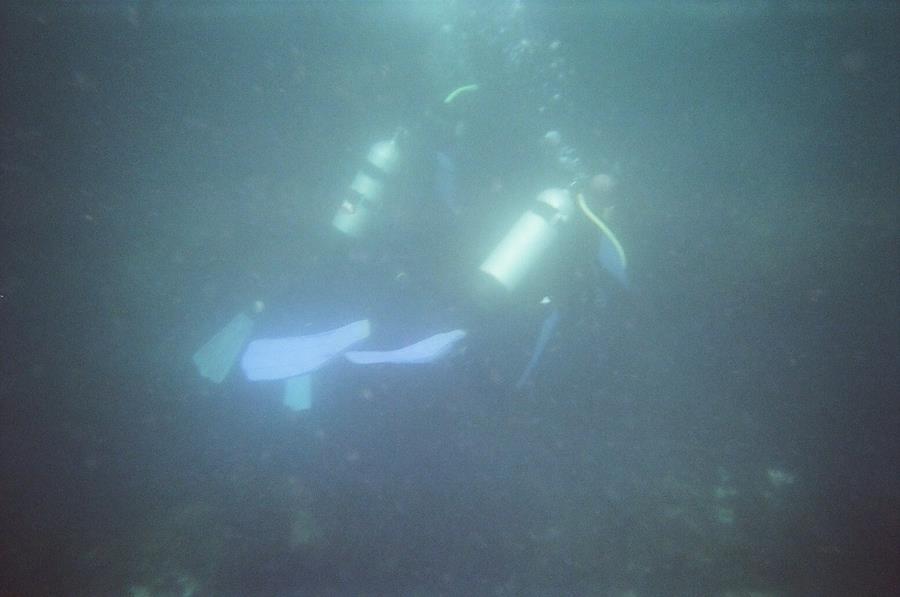 La Jolla Divers