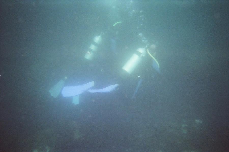 La Jolla Divers