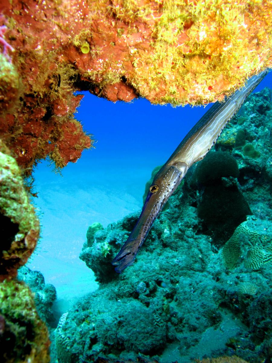 Trumpetfish on our popular 3 Rocks site.