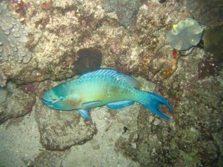 Ribbon reef