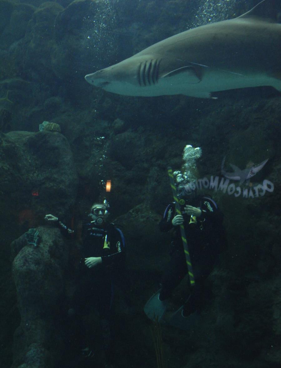 Aquarium Dive