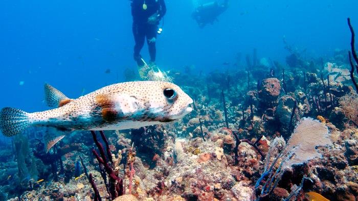 Bayahibe, Dominican