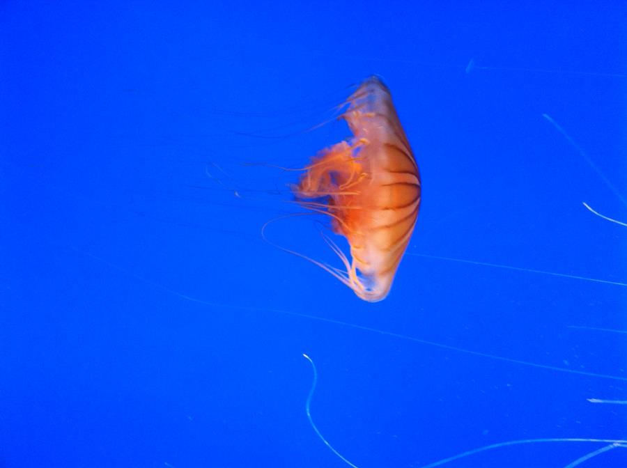 Jellyfish