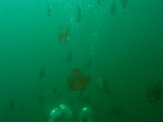 Sunfish