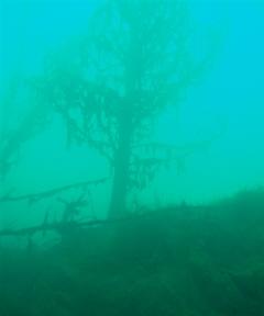 Underwater forest