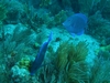 Molasses Reef Key Largo