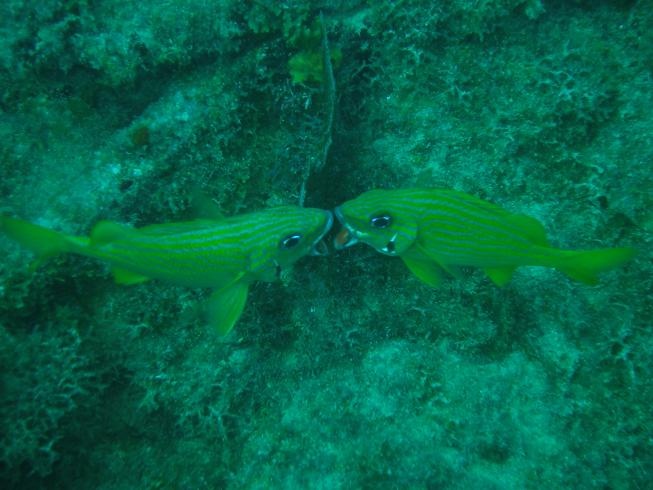 from the Benwood key largo