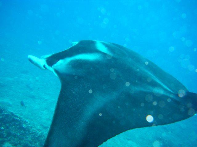 Manta, Honolua Bay, Maui