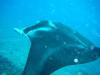 Manta, Honolua Bay, Maui