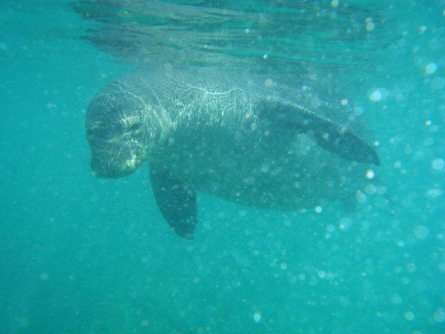 Monk Seal, Honokowai Point, Maui