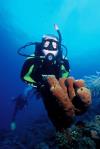 Deep Diving Sponge
