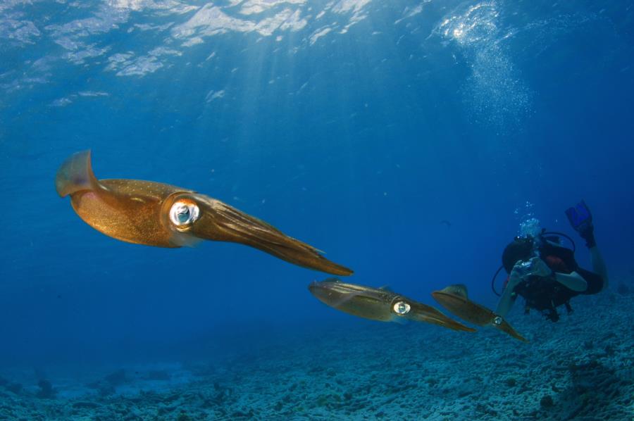 Squid - Bonaire