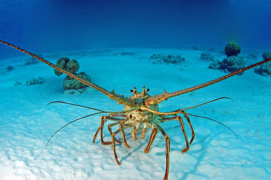 Lobster - Klien Bonaire