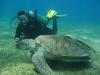 RED SEA /Egypt Marsa Alam /Turtles Bay